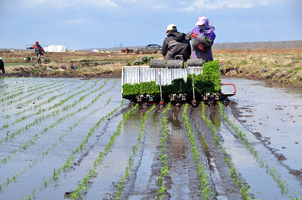 515գλںʡеĺũˮֲڽле