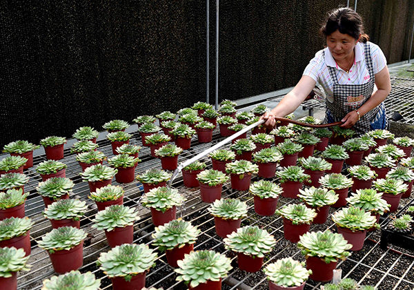 ���ϼ�Դ����ɫũҵ��ũ��