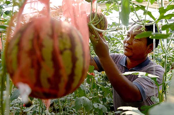 �ڼ�Դ����Ȫ�����ִ�ũҵʾ��԰����һ��ũ���ڲ鿴���ϵĳ��ƣ�5��15���㣩��