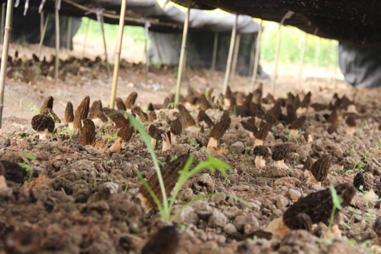 �Ĵ����ã�Ժ�غ��� �ɾ�ʳ�þ�����