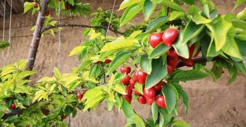 ���ɹų���У���ӣ�����������˲��ľ�������