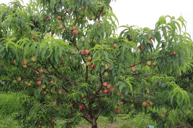 ����¹կ��ƽɽ������������