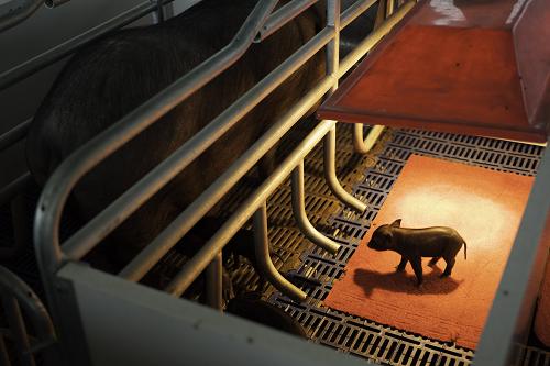 5��18�գ�һͷ����С���������ڲ����ճ������õ����̡�