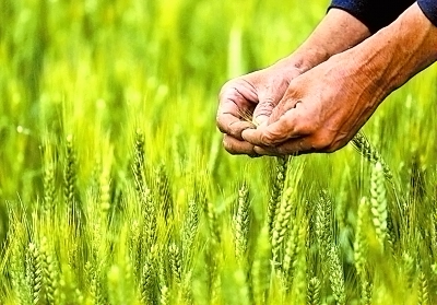 5��15�գ���������ׯ����Ӫ��ũ���ڲ쿴С���ơ�����40����ĶС������ﻨ�ཬ�ڣ����˷�����һ��ϲ�˾���