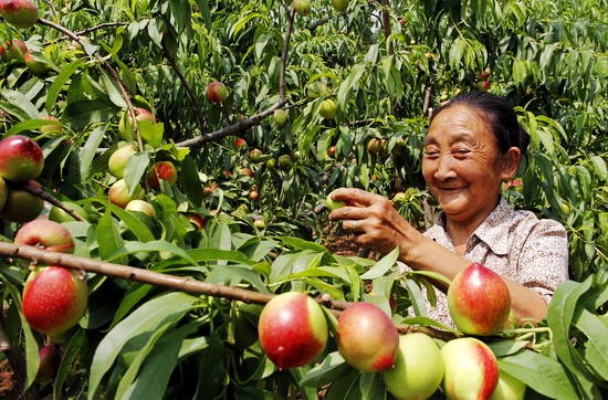 四川遂宁:油桃丰收 果农笑开颜