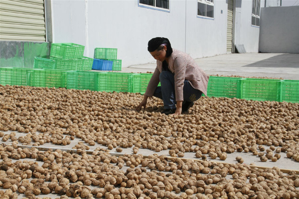 青海循化县:蓄势待发的核桃产业