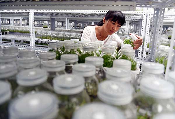 ������������ԭ��ɫ������ҩ��ֲ���ũ������