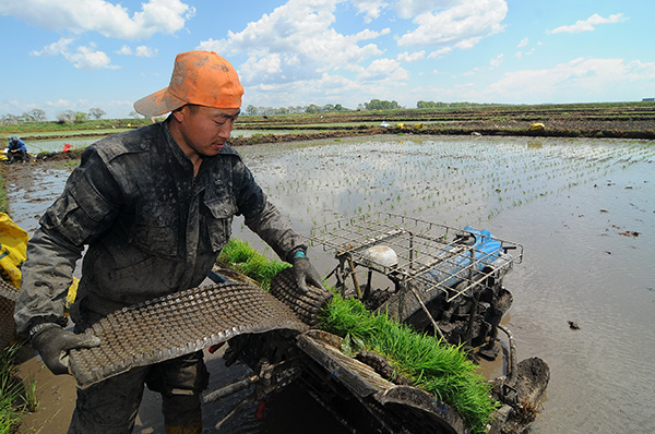 黑龙江牡丹江:久雨初晴抢插秧