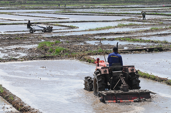 5月20日,在黑龙江省牡丹江市宁安市渤海镇土台村,村民利用晴好天气耙田,为水稻插秧做准备。