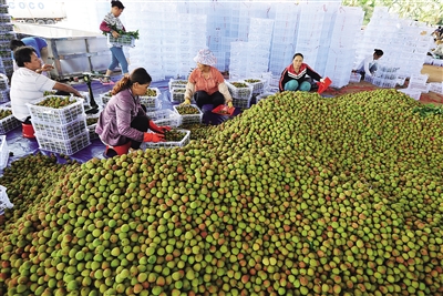 �����Ĳ���֦�״δ���ֱ������