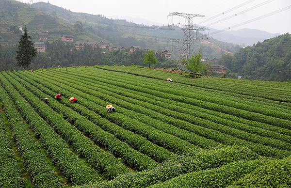 5��21�գ���ũ�ڹ����������������ض�����Э�������͵Ĳ�԰���ժ�Ĳ衣