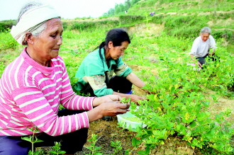 ����˼�Ͻ�������ҵ�ݼ�Ⱥ��1.1����