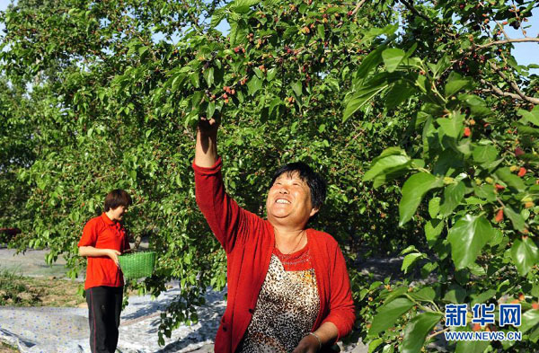 河北泊头:桑葚丰收引客来