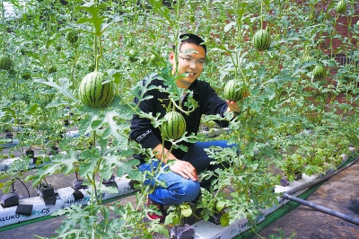 北京京郊西瓜:无土栽培提质增效