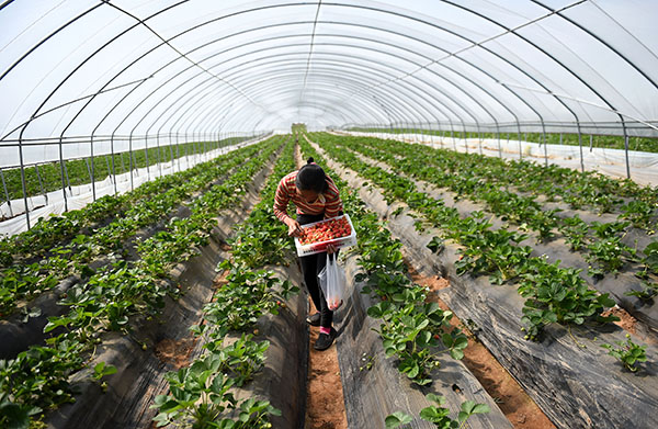 �ӱ�¡������ݮ�ļ�Ʈ��