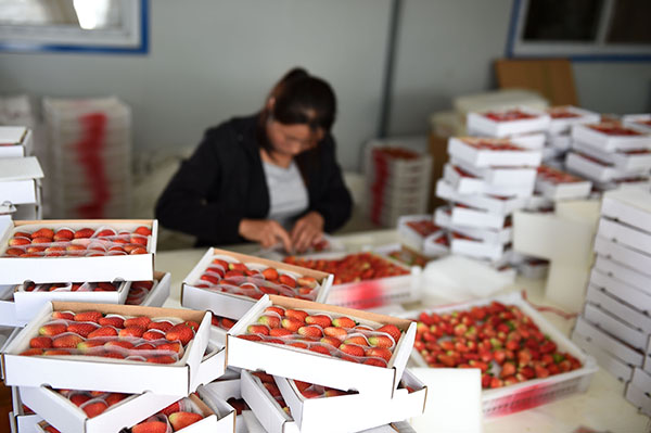 5��22�գ�¡�����¼�Ӫ��ũ���ڰ�װ��ݮ��