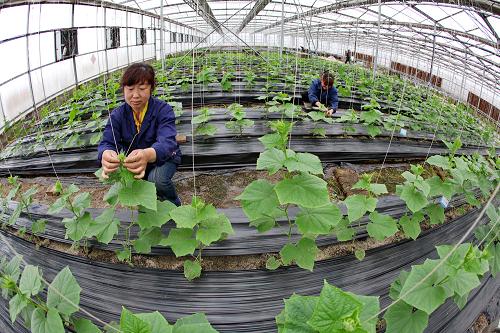 �ӱ��żҿڣ��߲���ͷ��ҵ����ũ������