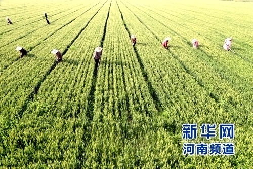 5��21�գ�������������̨�������������ɹ�Ӷ��ũ�������βݳ��ӡ�