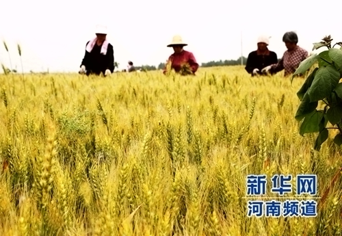 5��20�գ�����ʡƽ��ɽ�б�����Ф���������ũ��������ȥ���Ӳݡ���ǿС����������