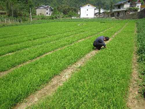 湖北建始:花坪大洪寨富硒优质稻示范基地秧苗长势旺