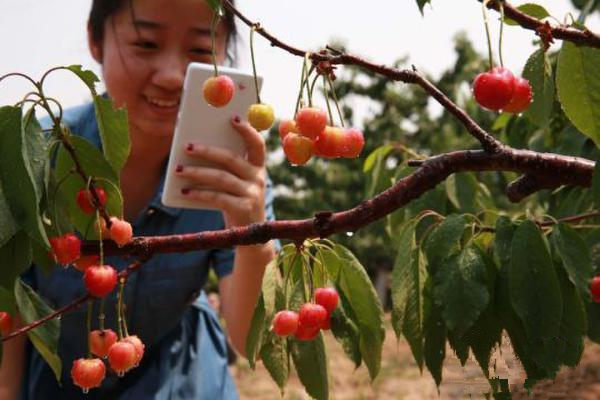 北京进入樱桃采摘季