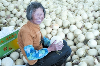 上海:甜瓜领“鲜”上市 打造金山四季瓜果“黄金链”