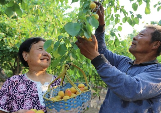 ɽ����ɽ�����Ӳ�ժ�� ��ժ������