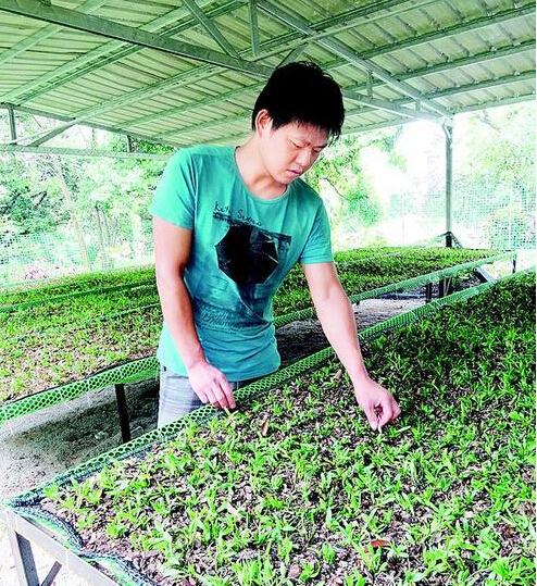 �㶫��������֦��������Ƥʯ��