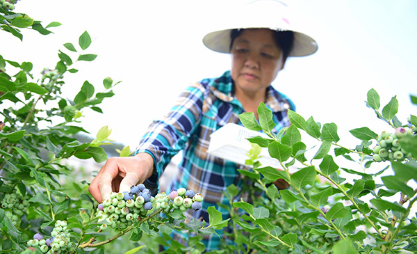 ºþ±±É½ÇøÀ¶Ý®ÉÏÊÐ