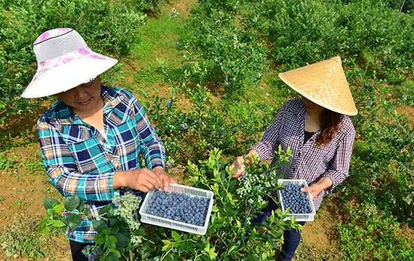 5ÔÂ31ÈÕ£¬²ÉÕª¹¤ÔÚºþ±±Ê¡½¨Ê¼ÏØÈýÀïÏçÊ¯ÅÆ´åÄÁͯÀ¶Ý®»ùµØ²ÉÕªÀ¶Ý®¡£