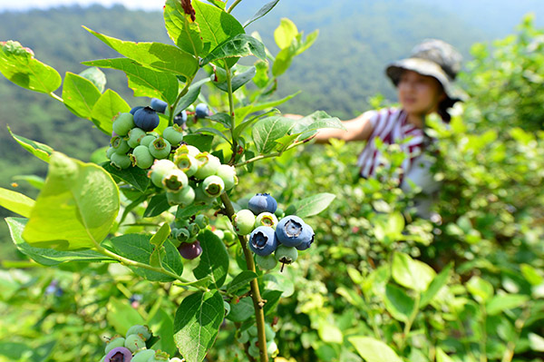 5ÔÂ31ÈÕ£¬´åÃñÔÚºþ±±Ê¡±£¿µÏعÙɽÀ¶Ý®Éú²ú»ùµØ²ÉÕªÀ¶Ý®¡£