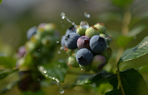 ÕâÊÇ5ÔÂ31ÈÕÅÄÉãµÄºþ±±Ê¡½¨Ê¼ÏØÈýÀïÏçÊ¯ÅÆ´åÄÁͯÀ¶Ý®»ùµØµÄÀ¶Ý®¡£