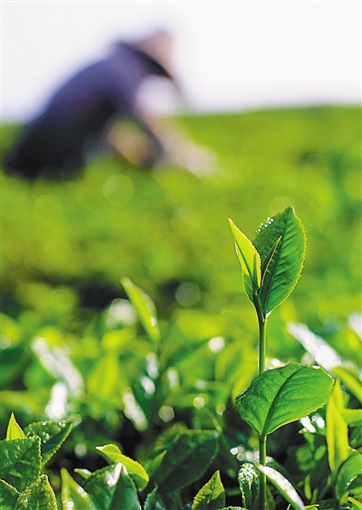 ��ɳ������������ʯ����Χ�İ�ɳ�̲�Ʒ����á�