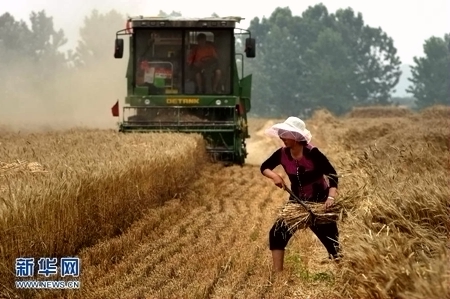 5月28日,在南阳市唐河县甘河湾村的麦田里,当地村民在收割小麦