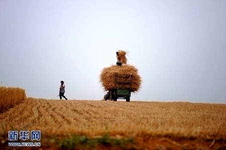 5月26日,洛阳市伊川县农民将麦子装车