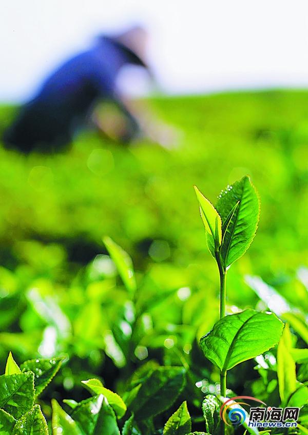 海南农业文化遗产独具海南特色 部分遭到严重破坏