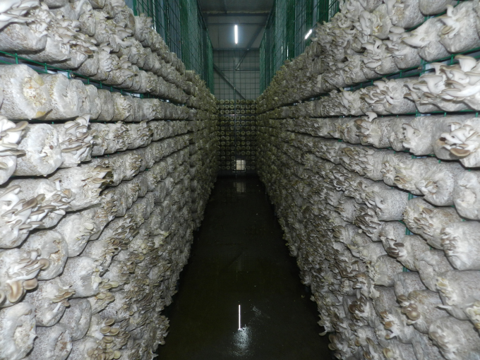 广东江门市:罗定积极发展玉桂等特色香料产业