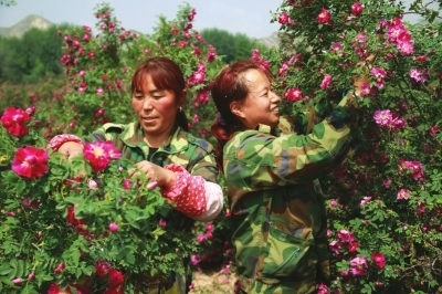 甘肃永登县:苦水玫瑰丰收 价格走低花农犯愁