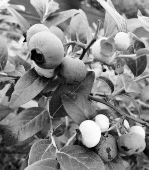 �㽭�����ز���ݮ���� �۸�ȹ��������ݮ���˲���