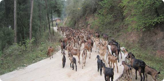 四川剑阁县肉羊产业发展势头良好