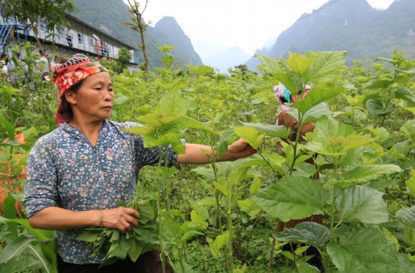 广西凌云县村民种桑养蚕奔致富