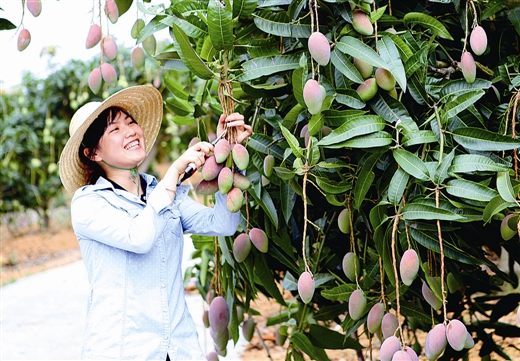 广西“百色芒果”首次统一开采上市