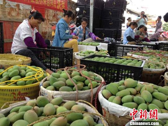 广西百色芒果统一开采上市 将在京港杭等城市推介