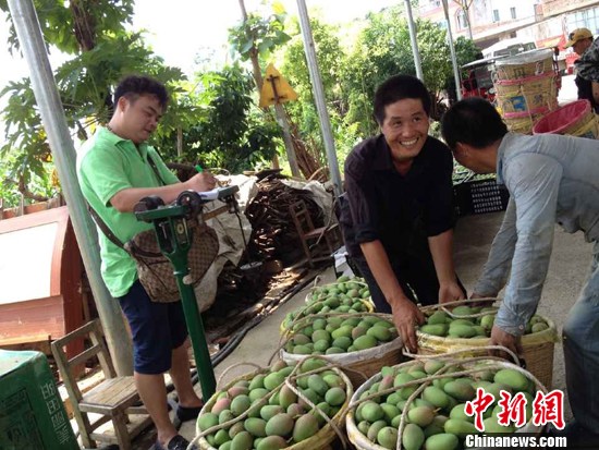 6月3日,“中国芒果之乡”广西百色芒果统一开采上市。