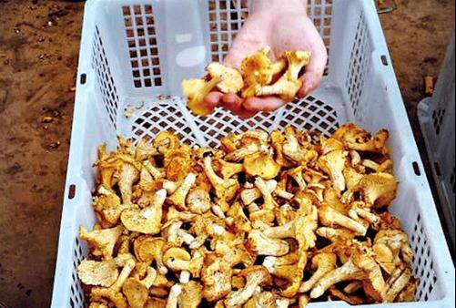 ����Ұ��������������