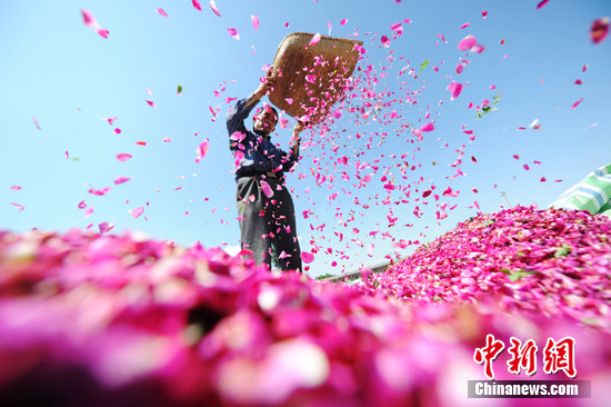 甘肃永登县苦水镇:“中国玫瑰第一乡”遭遇惨淡“花殇”