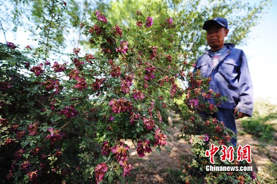 6月4日,64岁玫瑰种植户王福山将自家开满玫瑰花的花枝整片剪断丢弃。