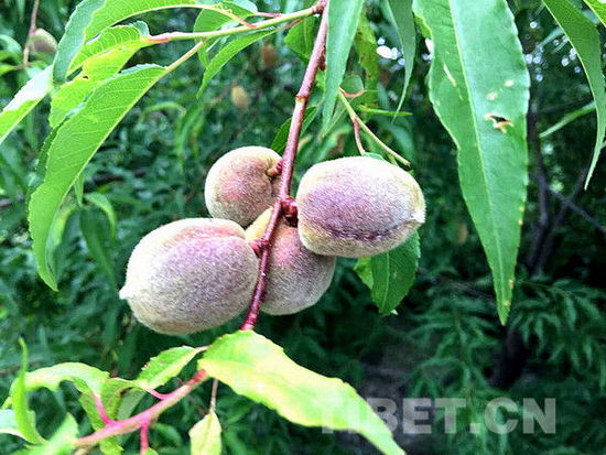 西藏林芝朗县:“一棵两椒三桃(葡)”走出致富路