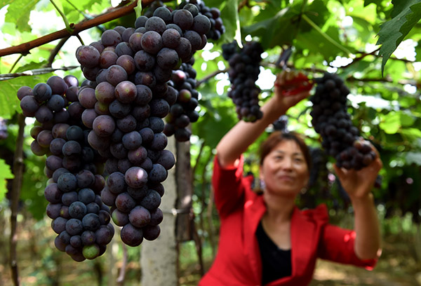 ���������ж���ũ����ũ���������Լҵ�����԰�ڲ�ժ�������ѣ�6��9���㣩��