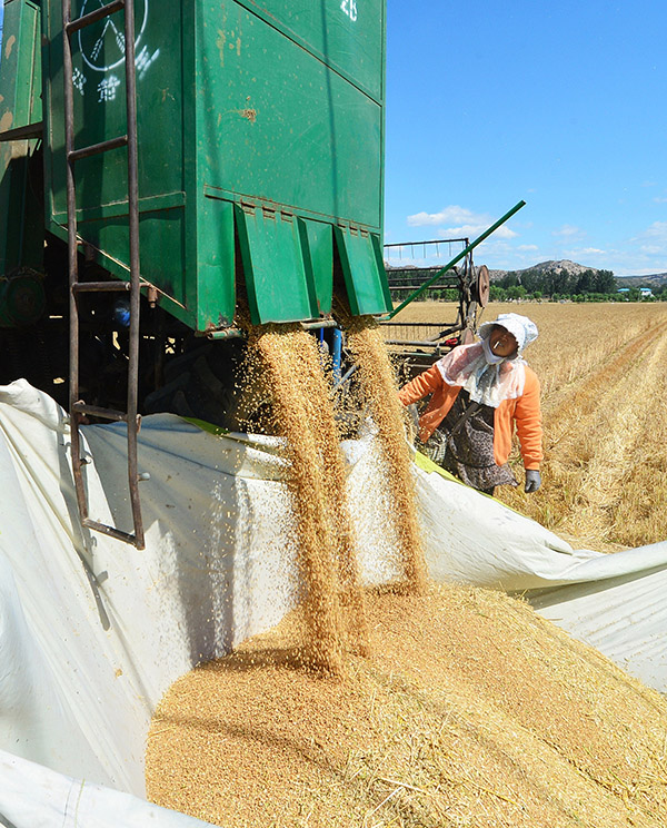 6��11�գ��ӱ�ʡ������ׯ���ũ���������ջ�С��